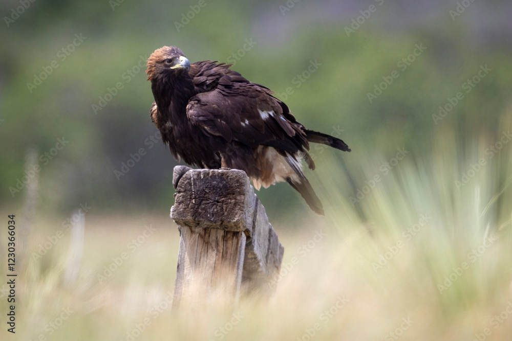 A wild golden eagle in a field in Colorado.