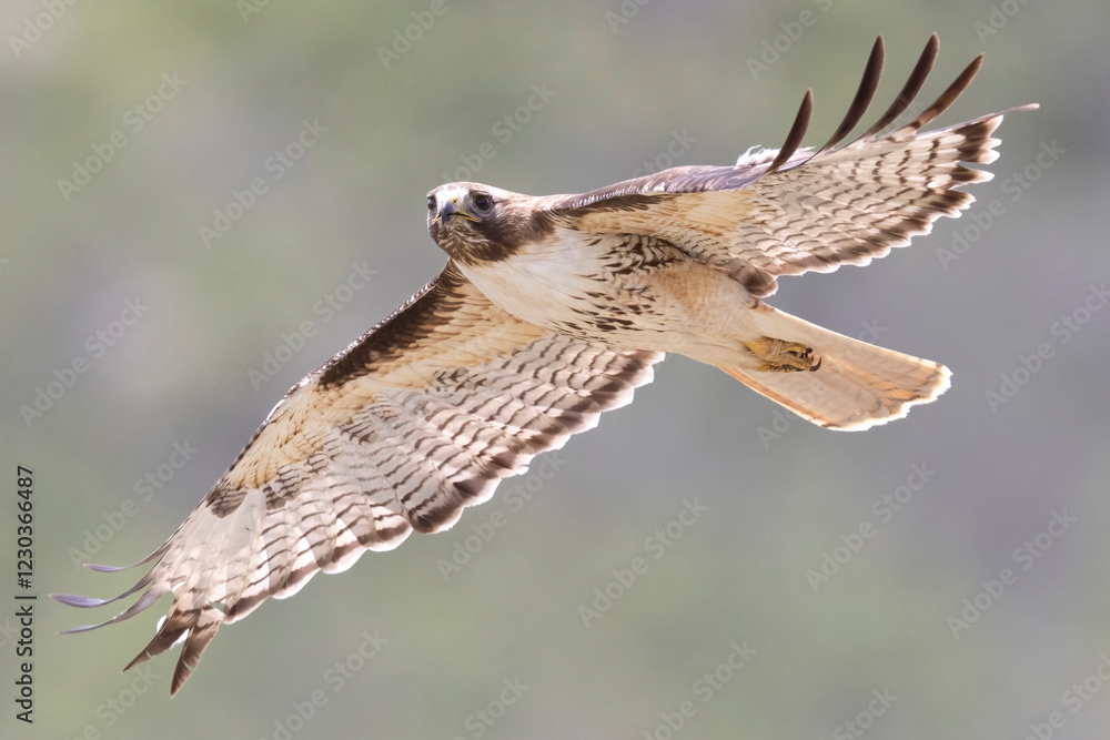 A wild red-tailed hawk flying over a field in Colorado.