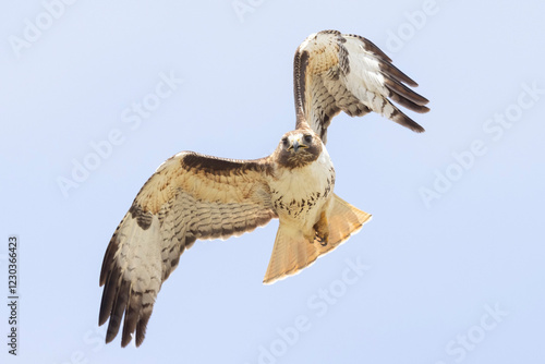 A wild red-tailed hawk flying over a field in Colorado.