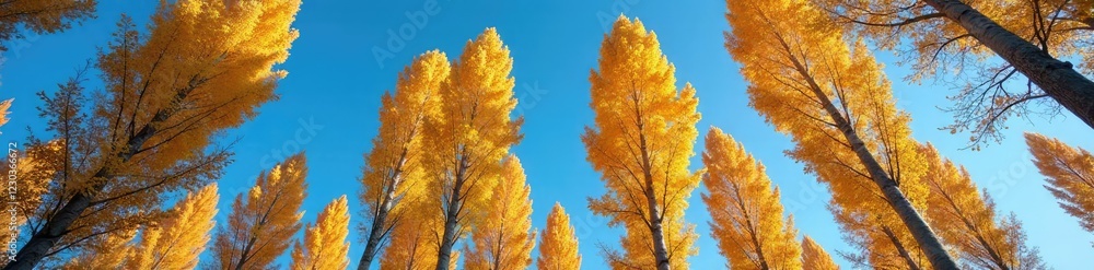 Tall poplar trees against a clear blue sky in autumn, fall, sky Tall poplar trees against a clear blue sky in autumn, fall, sky