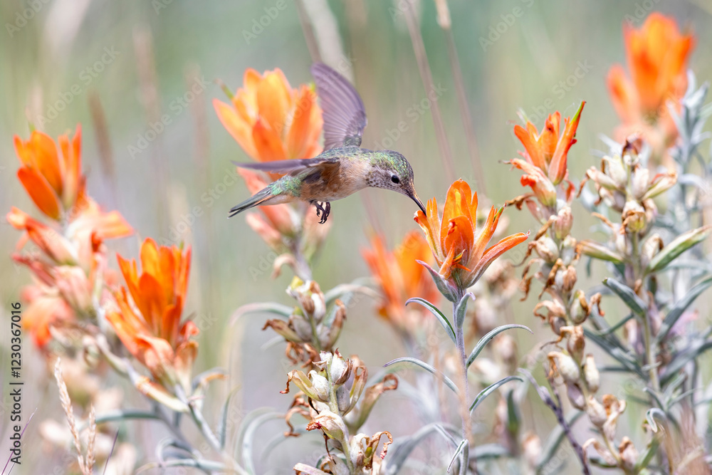 A wild broad-tailed hummingbird flying around a field in Colorado.