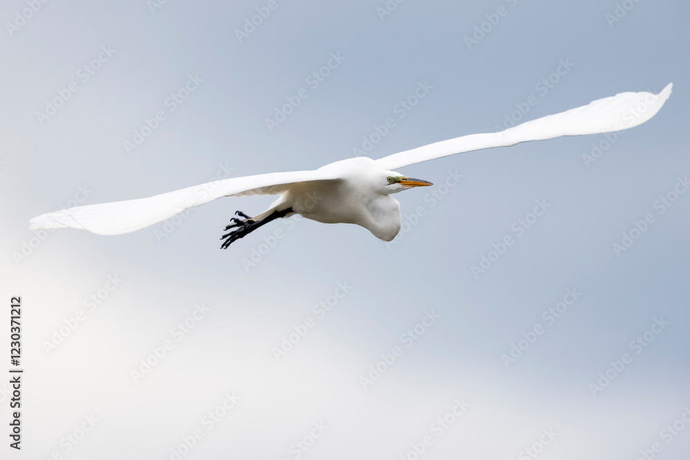 Fototapeta premium A wild great egret fishing along a stream in Magee Marsh Wildlife Area in Ohio.