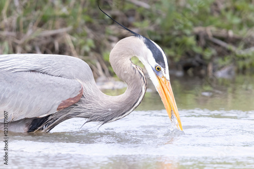 A wild great blue heron fishing along a stream in Magee Marsh Wildlife Area in Ohio.