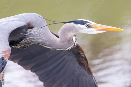A wild great blue heron fishing along a stream in Magee Marsh Wildlife Area in Ohio.
