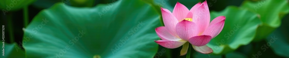 Lotus leaf with delicate veins and subtle color gradations, nature, botanical, detail Lotus leaf with delicate veins and subtle color gradations, nature, botanical, detail