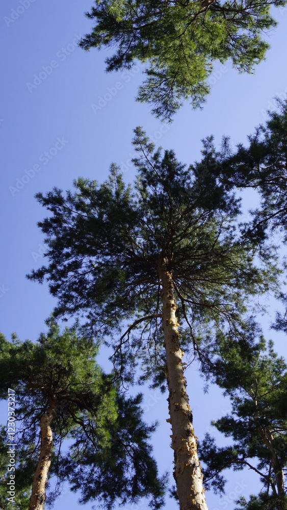 Obraz premium Crowns of tall pines against the blue sky
