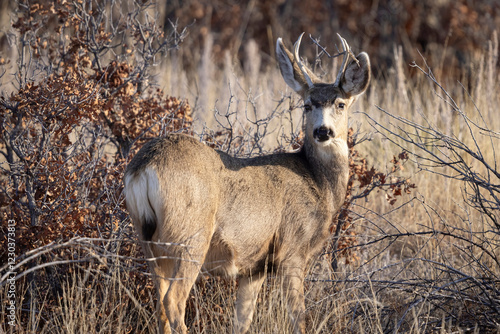 A wild mule deer at the Rocky Mountain Wildlife Arsenal in Commerce City, Colorado.