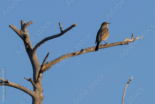 Obraz na płótnie A wild American robin perched in a tree in Rocky Mountain Wildlife Arsenal in Commerce City, Colorado. w salonie