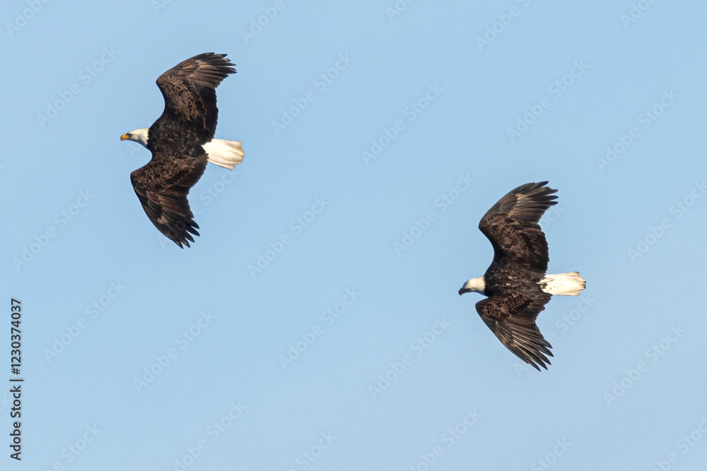 Wild bald eagle at the Rocky Mountain Wildlife Arsenal in Commerce City, Colorado.