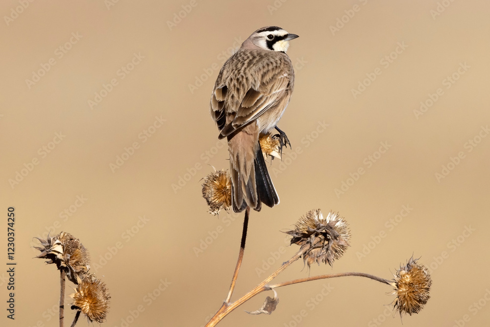 A wild horned lark on a bush in Rocky Mountain Wildlife Arsenal in Commerce City, Colorado.