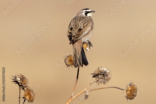 Obraz na płótnie A wild horned lark on a bush in Rocky Mountain Wildlife Arsenal in Commerce City, Colorado. w salonie