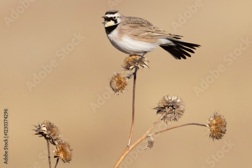 Obraz na płótnie A wild horned lark on a bush in Rocky Mountain Wildlife Arsenal in Commerce City, Colorado. w salonie