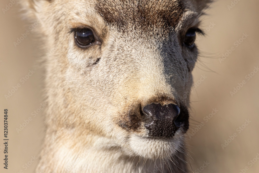 A wild mule deer at the Rocky Mountain Wildlife Arsenal in Commerce City, Colorado.