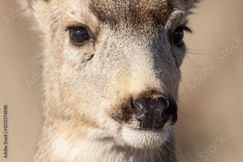 Obraz na płótnie A wild mule deer at the Rocky Mountain Wildlife Arsenal in Commerce City, Colorado. w salonie