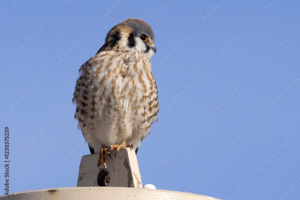 A wild American kestrel at the Rocky Mountain Wildlife Arsenal in Colorado.