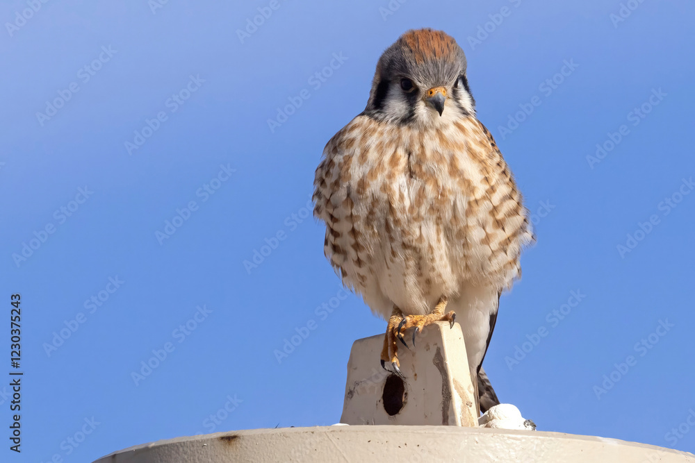 A wild American kestrel at the Rocky Mountain Wildlife Arsenal in Colorado.