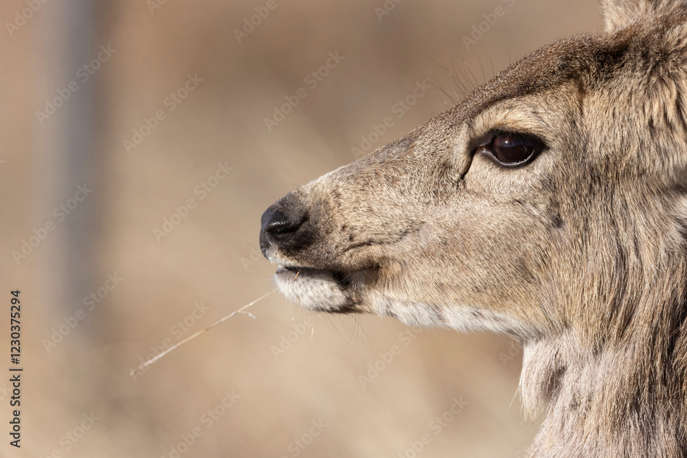 A wild mule deer at the Rocky Mountain Wildlife Arsenal in Commerce City, Colorado.
