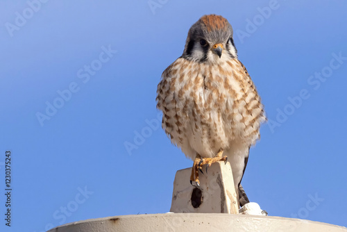 Obraz na płótnie A wild American kestrel at the Rocky Mountain Wildlife Arsenal in Colorado. w salonie