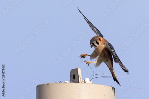 Obraz na płótnie A wild American kestrel at the Rocky Mountain Wildlife Arsenal in Colorado. w salonie