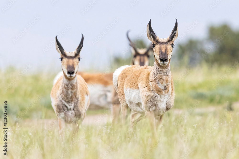 Fototapeta premium Wild pronghorn grazing in a field in Elizabeth, Colorado.