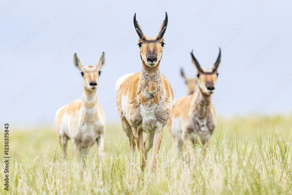 Wild pronghorn grazing in a field in Elizabeth, Colorado.
