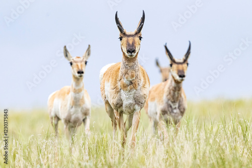 Obraz na płótnie Wild pronghorn grazing in a field in Elizabeth, Colorado. w salonie