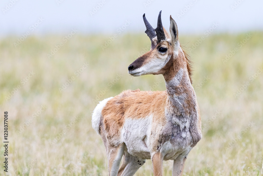Wild pronghorn grazing in a field in Elizabeth, Colorado.