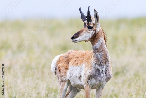 Obraz na płótnie Wild pronghorn grazing in a field in Elizabeth, Colorado. w salonie