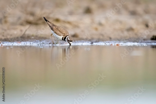 Obraz na płótnie A wild killdeer at a pond in Elizabeth, Colorado. w salonie