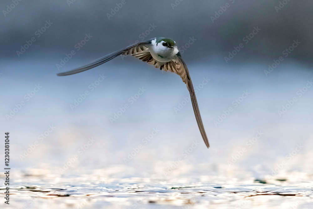 A wild violet-green swallow catching bugs over a pond in Colorado.