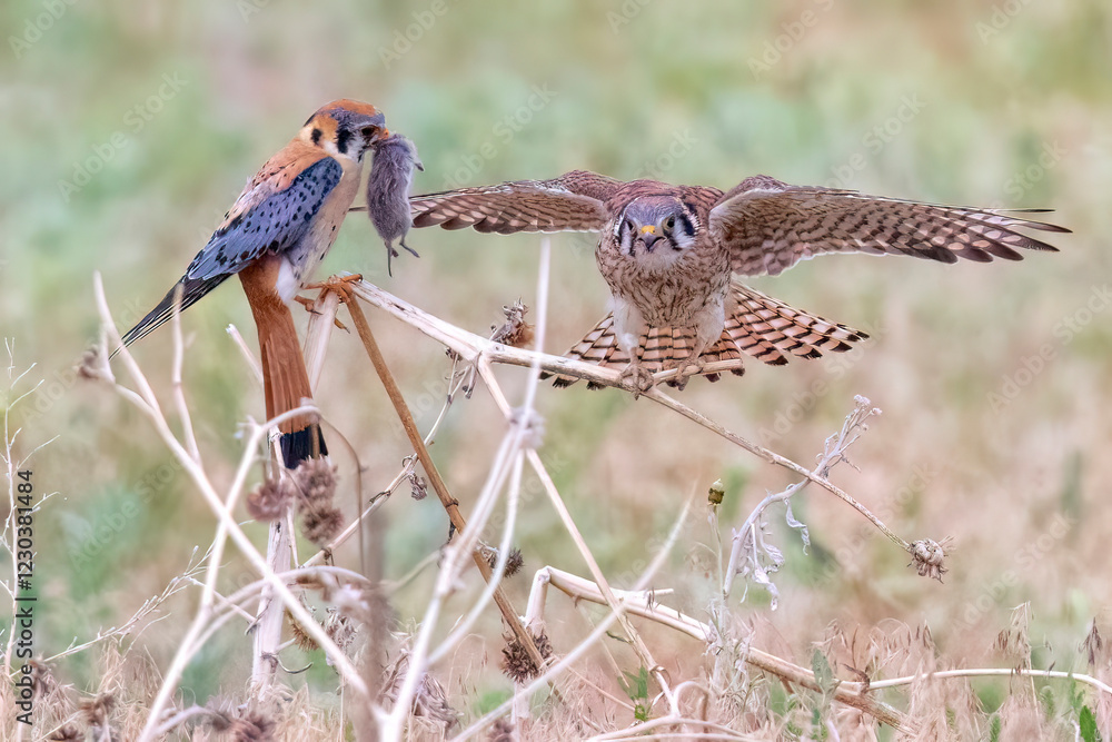 Wild American kestrel hunting in a field in Rocky Mountain Arsenal in Colorado.