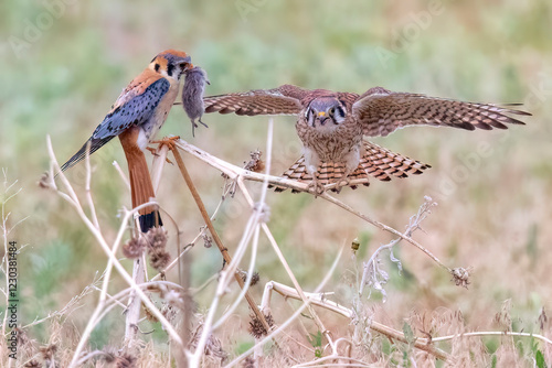 Obraz na płótnie Wild American kestrel hunting in a field in Rocky Mountain Arsenal in Colorado. w salonie