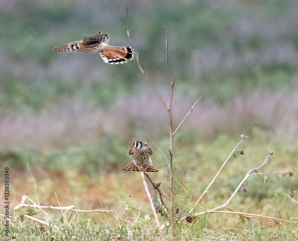 Wild American kestrel hunting in a field in Rocky Mountain Arsenal in Colorado.