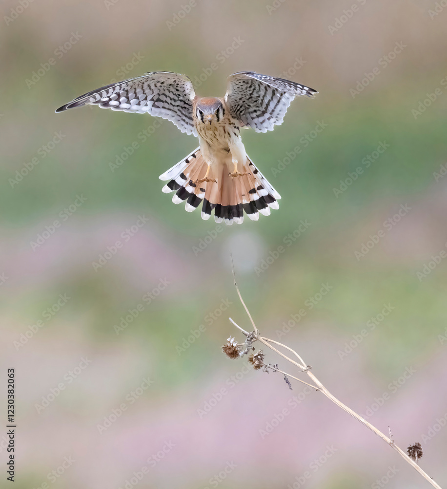 Wild American kestrel hunting in a field in Rocky Mountain Arsenal in Colorado.