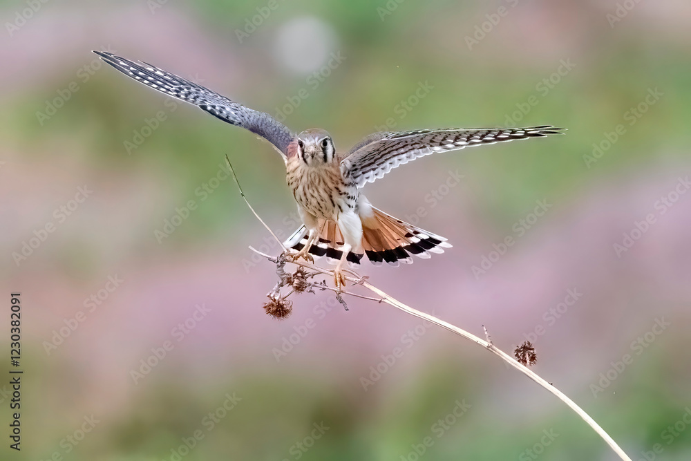 Wild American kestrel hunting in a field in Rocky Mountain Arsenal in Colorado.