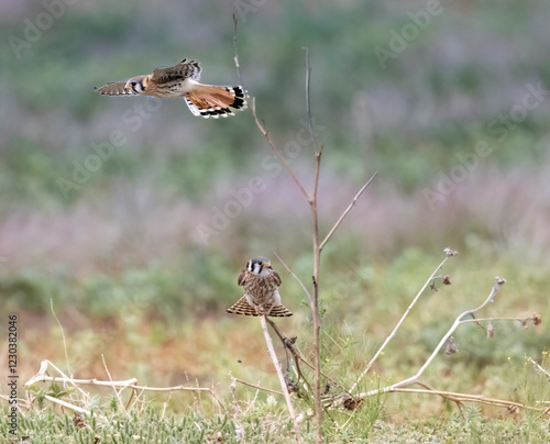 Obraz na płótnie Wild American kestrel hunting in a field in Rocky Mountain Arsenal in Colorado. w salonie