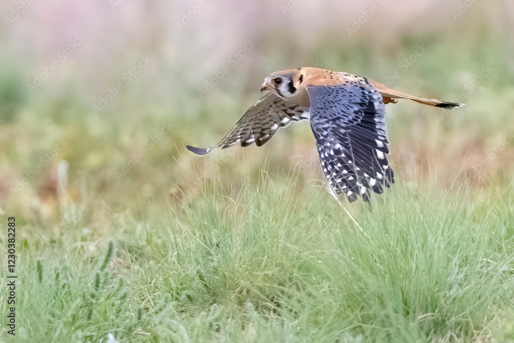 Wild American kestrel hunting in a field in Rocky Mountain Arsenal in Colorado.