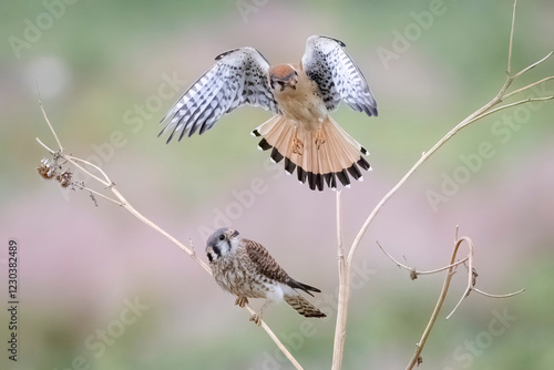 Obraz na płótnie Wild American kestrel hunting in a field in Rocky Mountain Arsenal in Colorado. w salonie
