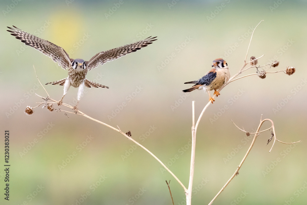 Wild American kestrel hunting in a field in Rocky Mountain Arsenal in Colorado.
