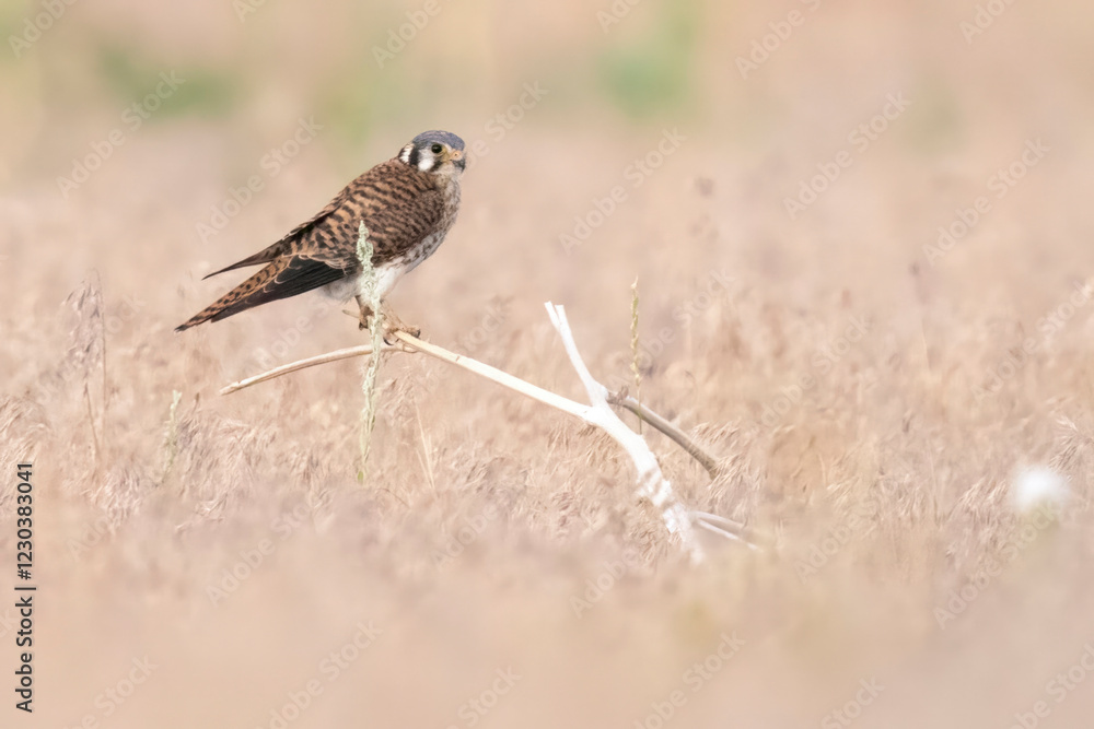 Wild American kestrel hunting in a field in Rocky Mountain Arsenal in Colorado.