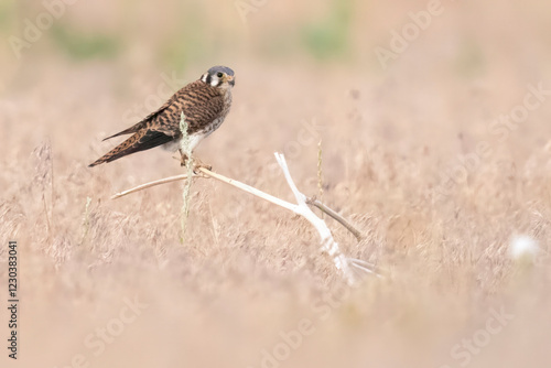Obraz na płótnie Wild American kestrel hunting in a field in Rocky Mountain Arsenal in Colorado. w salonie