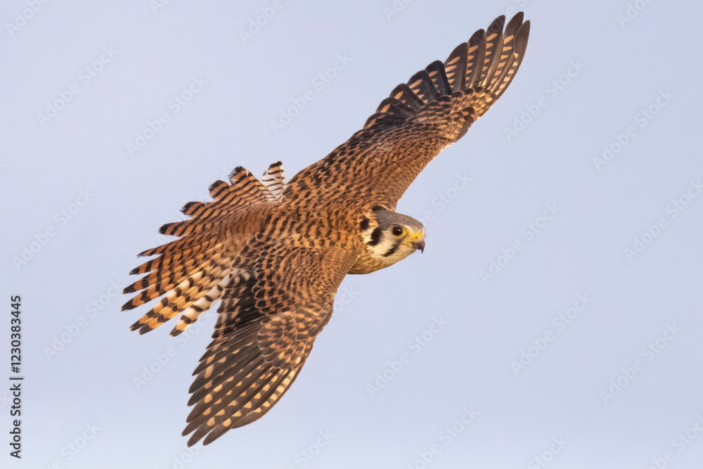 Wild American kestrel hunting in a field in Rocky Mountain Arsenal in Colorado.
