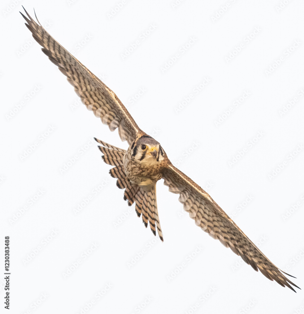 Wild American kestrel hunting in a field in Rocky Mountain Arsenal in Colorado.