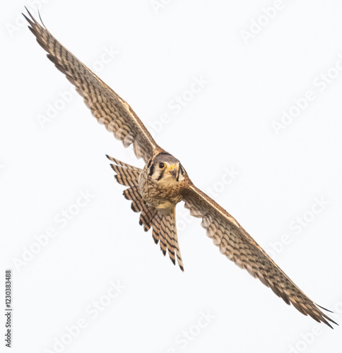 Obraz na płótnie Wild American kestrel hunting in a field in Rocky Mountain Arsenal in Colorado. w salonie