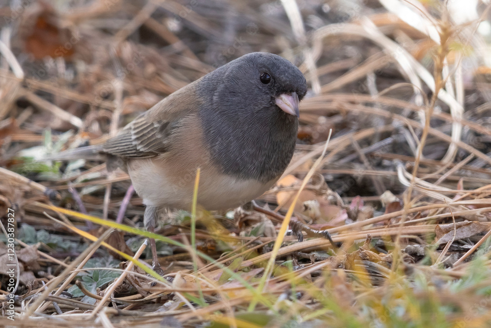 A wild dark-eyed junco in Elizabeth, Colorado.