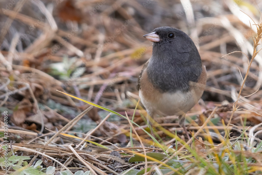A wild dark-eyed junco in Elizabeth, Colorado.