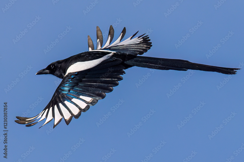A wild magpie flying at a park in Colorado.