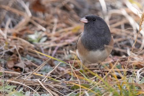 Obraz na płótnie A wild dark-eyed junco in Elizabeth, Colorado. w salonie