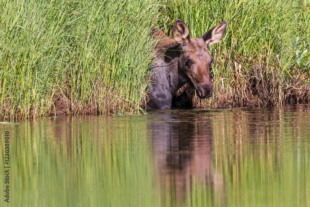 Wild moose in Rocky Mountain National Park in Colorado.