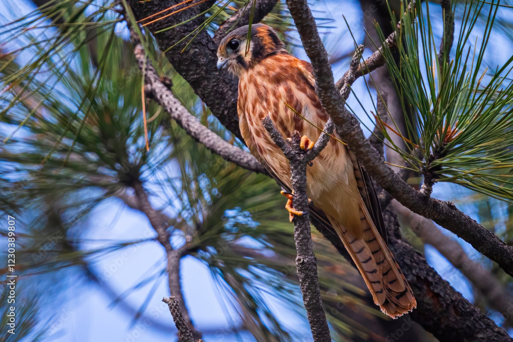 A wild kestrel in a field in Colorado.